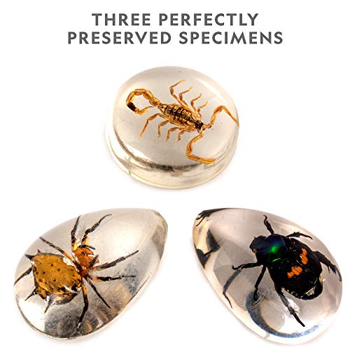 National Geographic Real Bug Dig Kit - Discover and Learn about Insect ...